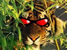 tigre.JPG